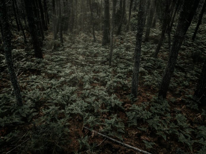 Vista sombria e misteriosa da Floresta de Hoia-Baciu, conhecida como o Triângulo das Bermudas da Romênia.