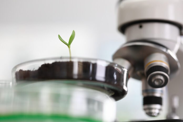 Muda verde em um recipiente de laboratório ao lado de um microscópio, representando avanços da biotecnologia.